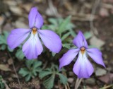 Birdfoot Violet