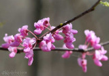 Redbud