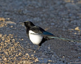 Magpie