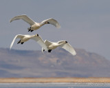 Tundra swans