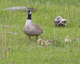 Canada goose with goslings