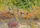 Canada geese