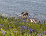 Black bear at yellowstone lake shore