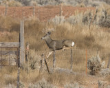 Mule deer jumping fence. 