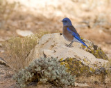 western bluebird