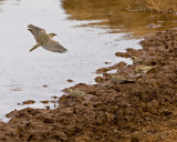 Horned Larks