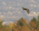 Ducks in the stubble 11-2-09 2 170  