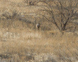 Mule deer