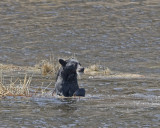 Black bear