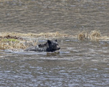 Black bear