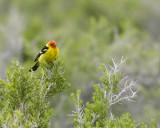 Western Tanager