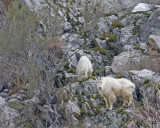 Mountain goats little cottonwood 3-21-08 031