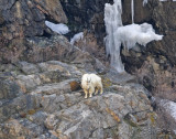 Mountain goats little cottonwood goats 3-20-08 194  