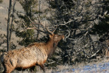 Bull elk  post rut
