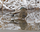 Mallard pair hangin out.