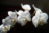 White Orchid