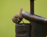 0pumpbird01.jpg