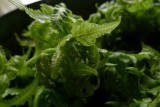fern salad