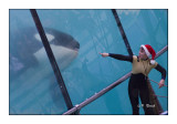 Orcas fun - Marineland dAntibes - 4945