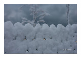 Grillage sous la neige -6041