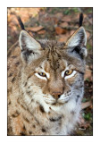 Lynx Portrait - 1037