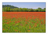 Coquelicots - 0530-2