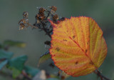 Wu Wei