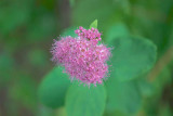 IMGP3017.jpg