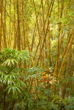 IMGP3613_edited-1.jpg