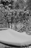 DSC_9979.jpg