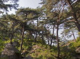 Typical pine trees