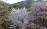 Spring in Korea