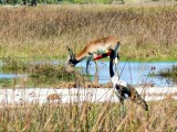 Saddle-billed Stork and a Red Lechwe