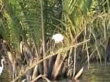  Egret Among Water Coconut Palms