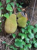 Jack Fruit