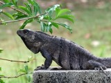  Iguana - Guatemala