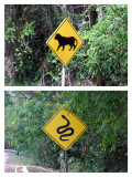 Caution - Jaguars and Snakes