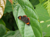 heliophorus ila.female.jpg