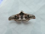 Saturnia pyretrorum.JPG