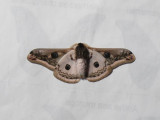 Saturnia pyretrorum.underside.JPG