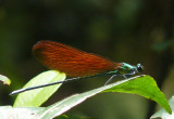 Damfly 2.jpg