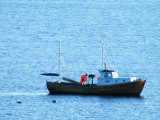 Rongesundet