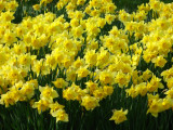 Yellow Daffodils