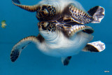 baby turtle at the aquarium