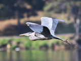 Heron on the wing at Puddingstone 2010-04-15