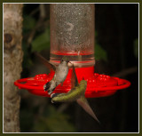 090108  Sparring Hummers