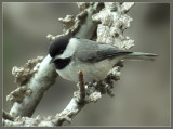 Almost black & white - Carolina Chickadee