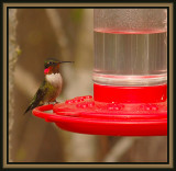 032808 Adult Ruby-throated Hummer