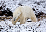 Polar-bear.jpg