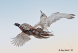 Gryfalcon-on-pheasant.jpg